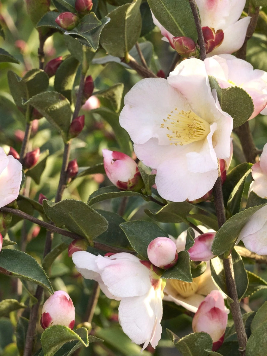 Camellia 'Fairy Blush' S5G
